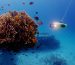 review-fifish-p3-underwater-drone-rov